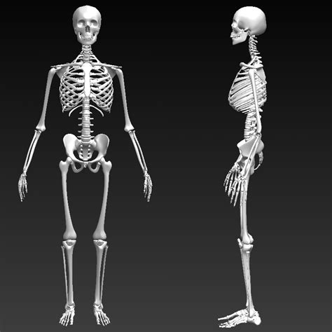 3d 3dm Solidworks Skeleton