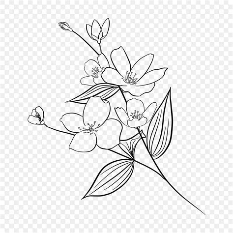 Jasmine Flower Drawing Pictures | Best Flower Site