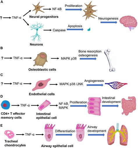 Frontiers | Tumor Necrosis Factor Alpha Signaling and Organogenesis