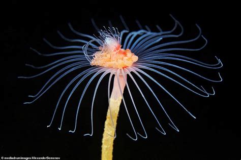 Diver captures images of 'underwater aliens' living in the White Sea | Sualtı fotoğrafları ...