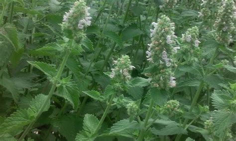 Wild mint? plant identification #339784 - Ask Extension