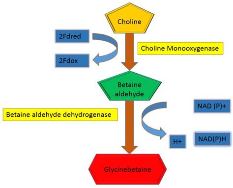 Plants | Free Full-Text | Glycine Betaine Accumulation, Significance and Interests for Heavy ...