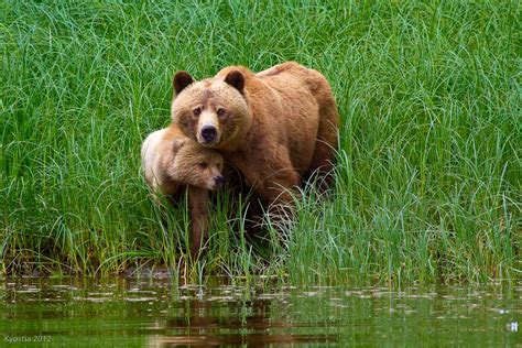 Baby Grizzly Bear | Amazing Wallpapers