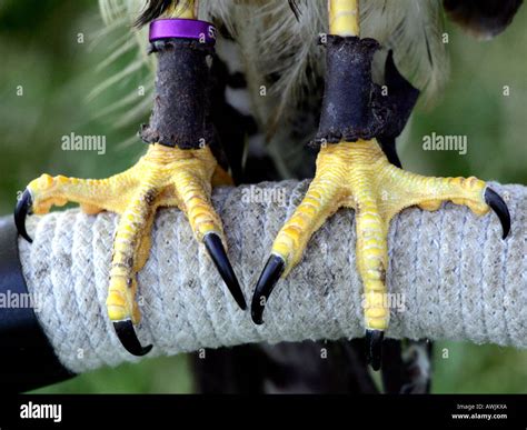 Eagle feet hi-res stock photography and images - Alamy