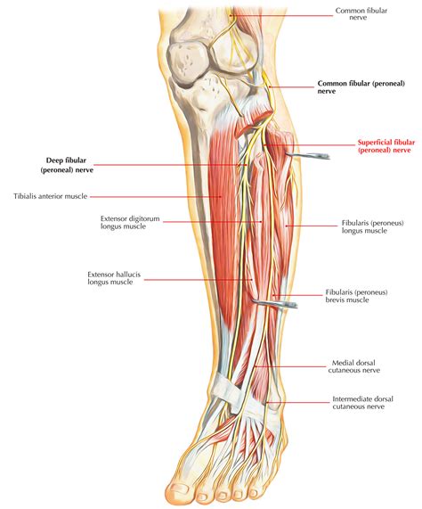 Superficial Peroneal Nerve (Musculocutaneous Nerve of The Leg) – Earth ...