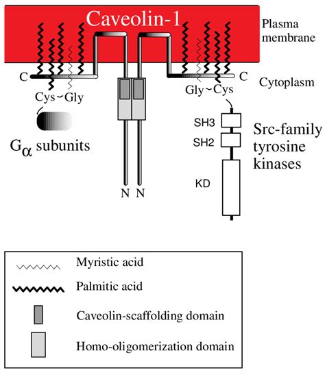 The caveolin signaling complex. Caveolin-1 is palmitoylated on three... | Download Scientific ...