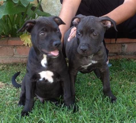 Shepherd Pit (Pitbull German Shepherd Mix) Info Temperament, Puppies ...