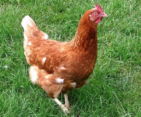 Rhode Island Red Hens Lay A Lot of Eggs | Best Farm Animals