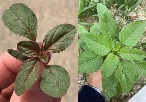 Redroot Pigweed | CALS