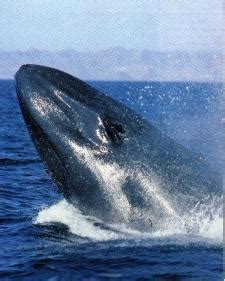 All About The Blue Whale - Fourth Graders Unite!...Let's Save the Antarctic Ocean