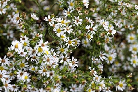 White Wood Aster | Direct Native Plants