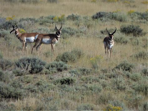 Pronghorn Hunting – Colorado Outfitters