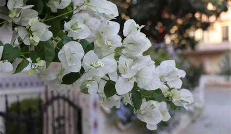 7 Beautiful Colors of Bougainvillea - Crate and Basket