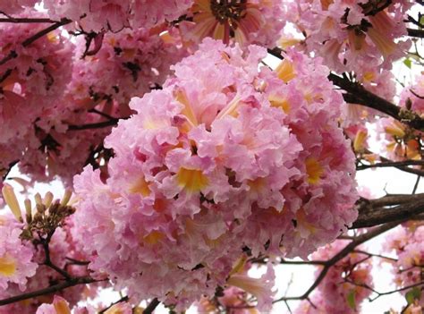 Tabebuia Rosea Tree 15/60/200/500 Seeds Pink Poui Flowering