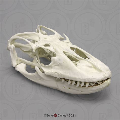 Komodo Dragon Skull - Bone Clones - Osteological Reproductions