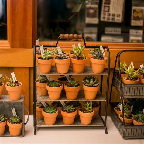 Can Succulents Be Grown In Office Space?