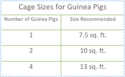 guinea pig cage size chart - Pet Territory