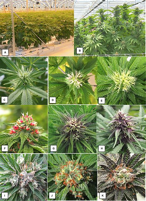 Frontiers | Hermaphroditism in Marijuana (Cannabis sativa L.) Inflorescences – Impact on Floral ...