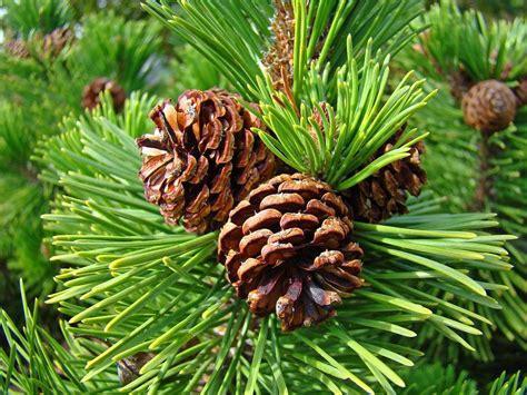 Pine Tree Art Prints Pine Cones Green Forest Baslee Troutman Photograph ...