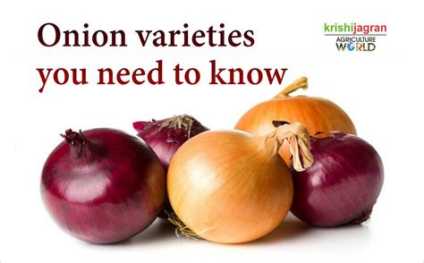 Onion varieties for different seasons