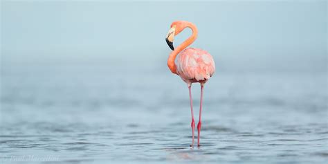 American Flamingo Panoramic | Florida Bay, Everglades National Park, Florida | Florida Landscape ...