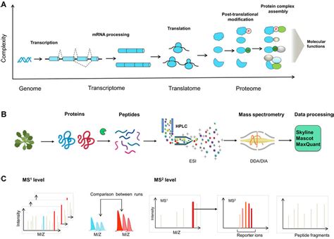 Plant proteome functional diversity and shotgun proteomics workflow (A)... | Download Scientific ...