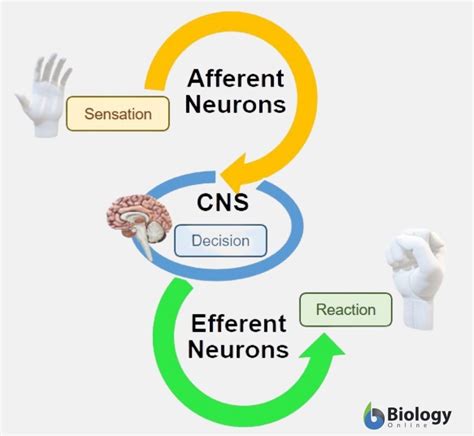 Afferent Nerve - Definition and Examples - Biology Online Dictionary