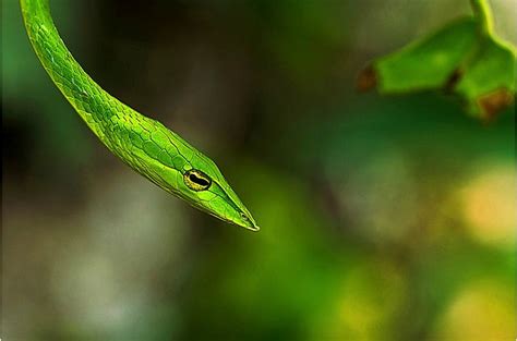 Green Vine Snake Facts! | Always Learning!