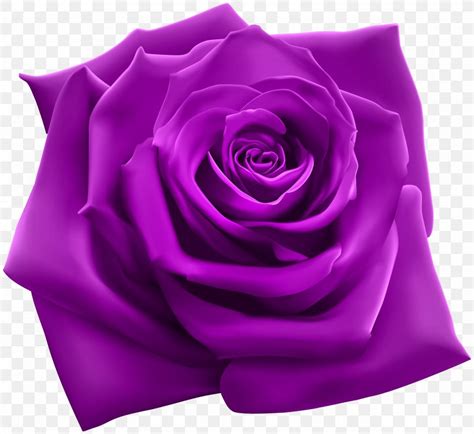 Rose Purple Pink Clip Art, PNG, 5000x4586px, Rose, Blue Rose, Color, Cut Flowers, Drawing ...