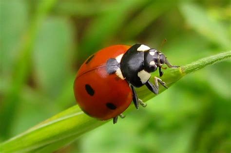 Ladybugs Facts, Types, Lifespan, Classification, Habitat, Pictures