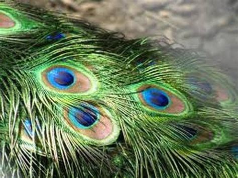 Mor Pankh OR Peacock feather is an excellent vaastu remedy - YouTube