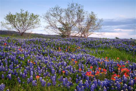 Texas Travel Guide: North Texas City Spotlights | Texas Heritage for Living