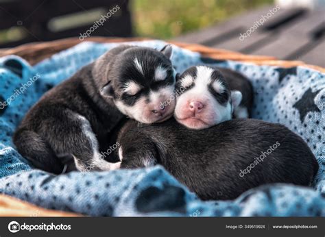 Three Cute Sleeping Newborn Husky Puppies — Stock Photo © Vovashevchuk ...