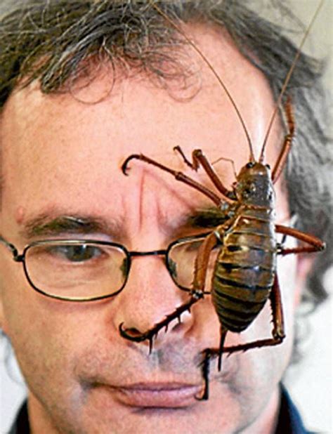 Some of the Worlds Biggest Bugs Giant Weta: New Zealand. | Biggest ...