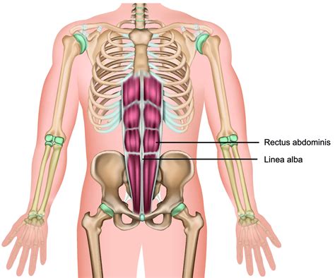 3 Best Linea Alba Exercises (with Pictures!): Strengthen the Core ...