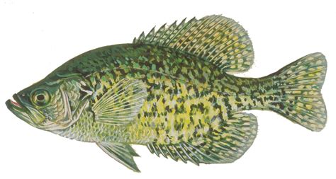 Crappie Fishing Tips - How To Catch Crappie Guide: Where, When & Time