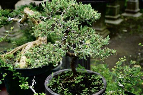 How to Grow and Care for Juniper Bonsai