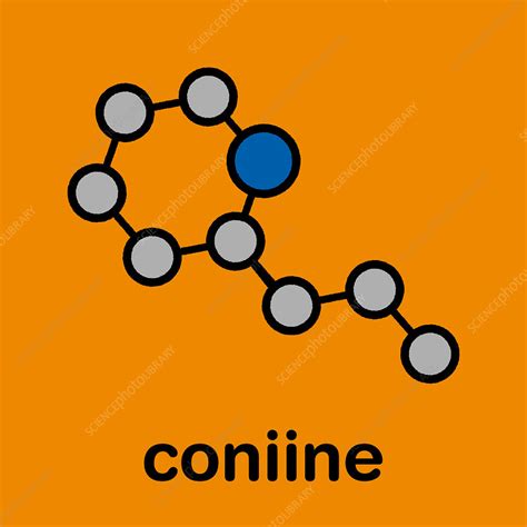 Coniine herbal toxin molecule, illustration - Stock Image - F028/2479 ...