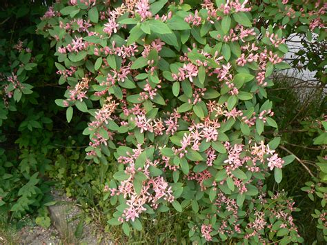 Lonicera tatarica | Lower Hudson Partnership for Regional Invasive ...