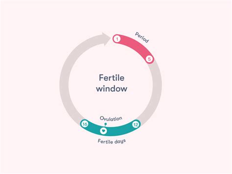 Your fertile window: everything you need to know - Flo