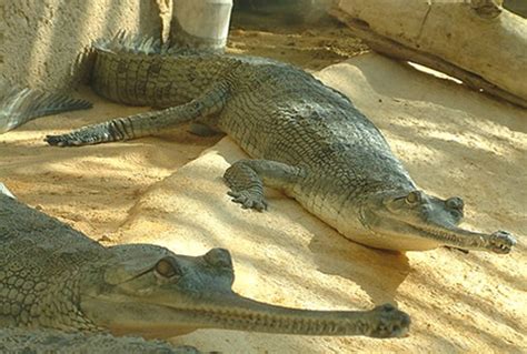 Gharials - Facts, Diet & Habitat Information