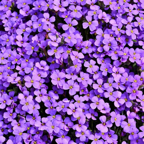 Aubrieta Wallpaper 4K, Violet flowers, Blossom, Spring