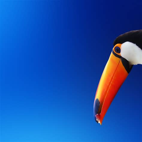 Download Toucan Bird HD Wallpaper In 2048x2048 Screen Resolution