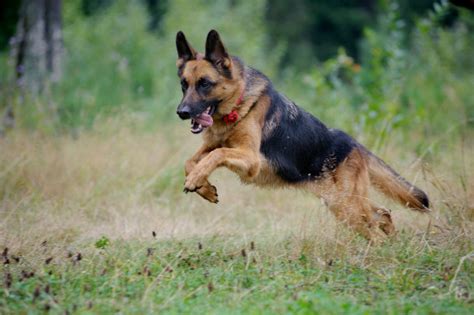 German Shepherd Police Dog Names | [#] Lunawsome