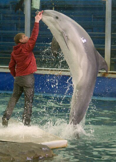 The Moscow Zoo dolphinarium | Sputnik Mediabank