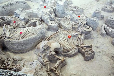 Ashfall Fossil Beds Fossils Photograph by Jim West - Pixels