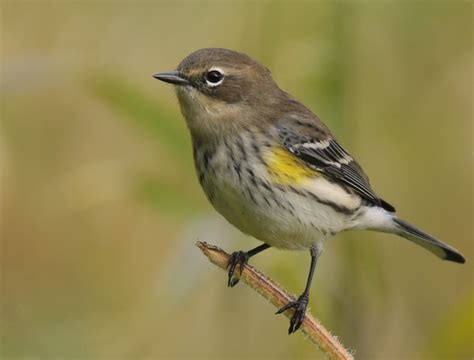 Birds: Yellow-Rumped Warbler