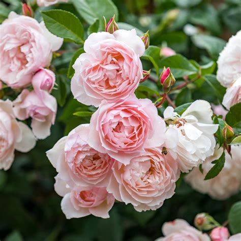 Most Fragrant Climbing Roses - David Austin Roses