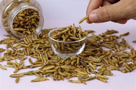 UK researchers to develop strategy for using edible insects in animal ...