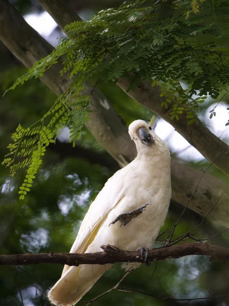 Dancing Cockatoo : r/australianwildlife